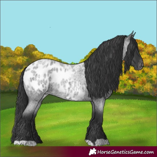 Horse Color:Blue Roan Appaloosa 