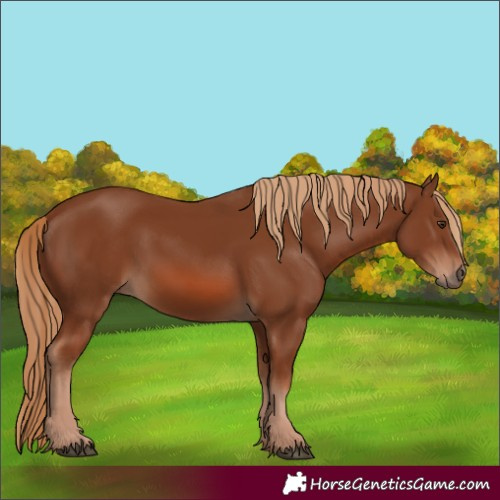 Horse Color:Chestnut 