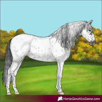 Horse Color:White Spotted Grullo Tobiano Frame 