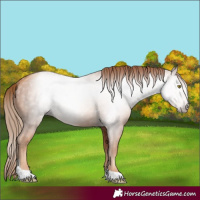 Horse Color:Gray Gold Champagne Tobiano