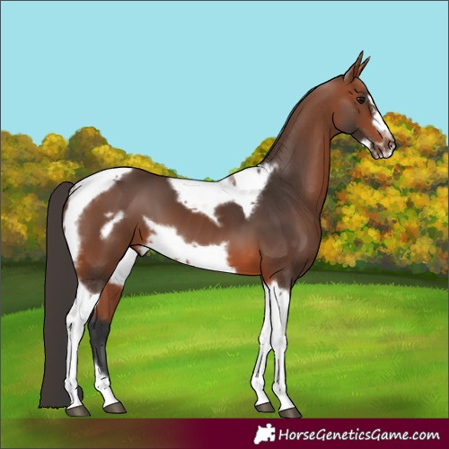 Horse Color:Bay Tobiano Frame 