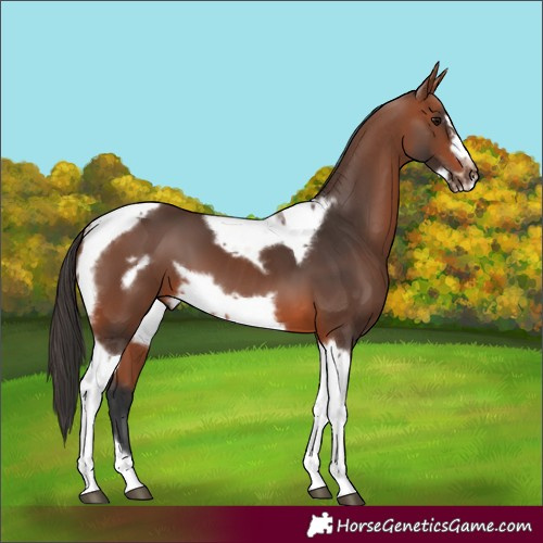 Horse Color:Bay Tobiano Frame