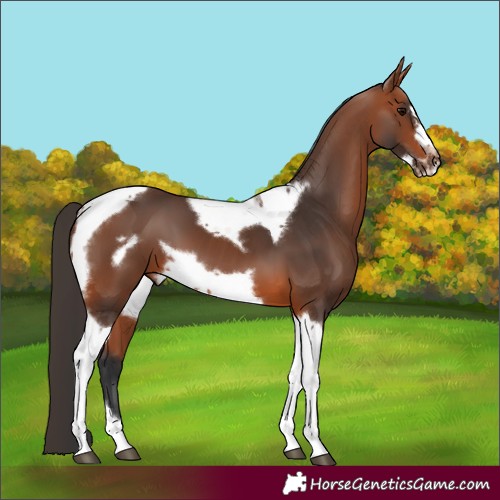 Horse Color:Bay Tobiano Frame 