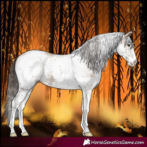 Horse Color:White Spotted Classic Champagne Rabicano 