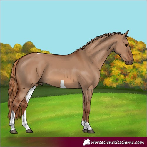 Horse Color:Red Dun Tobiano 