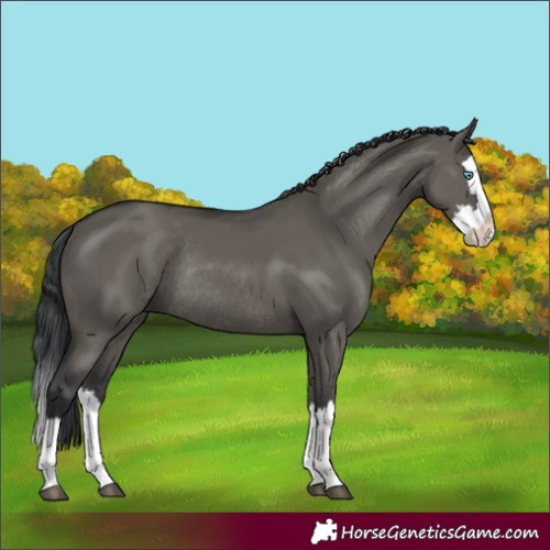 Horse Color:Grullo Splash Rabicano 