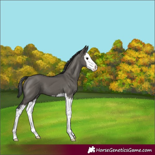 Horse Color:Grullo Splash