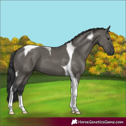 Horse Color:Grullo Tobiano 