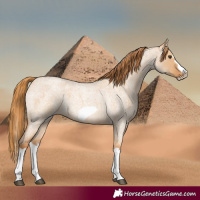Horse Color:Red Dun Roan Splash Frame Rabicano
