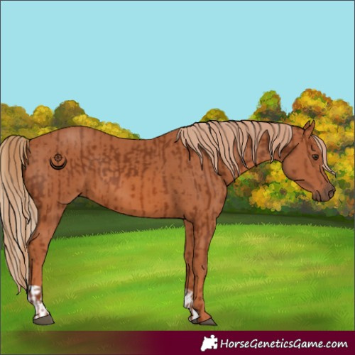 Horse Color:Chestnut  and Chestnut 