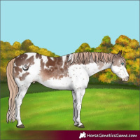 Horse Color:White Spotted Liver Chestnut Splash Tobiano Blanket 
