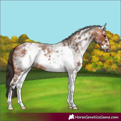 Horse Color:White Spotted Bay Roan Splash Frame