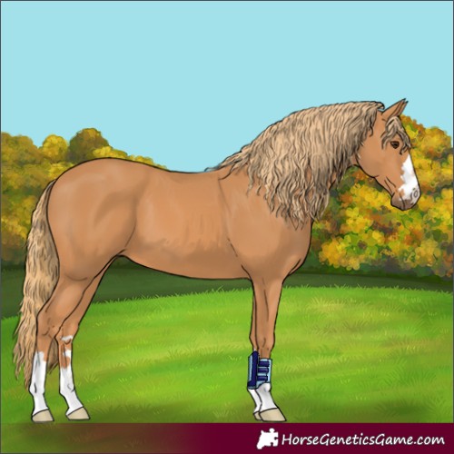 Horse Color:Chestnut 