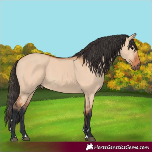 Horse Color:Bay Dun