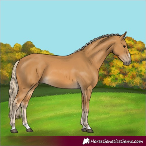 Horse Color:Palomino