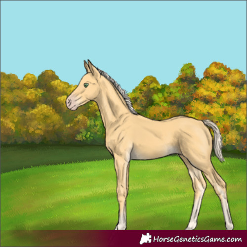 Horse Color:Gold Cream Champagne 