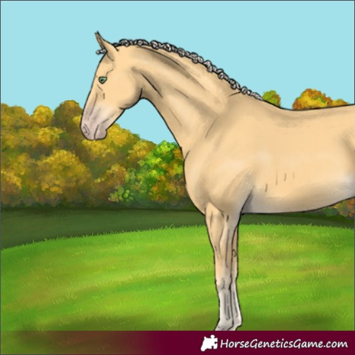 Horse Color:Gold Cream Champagne