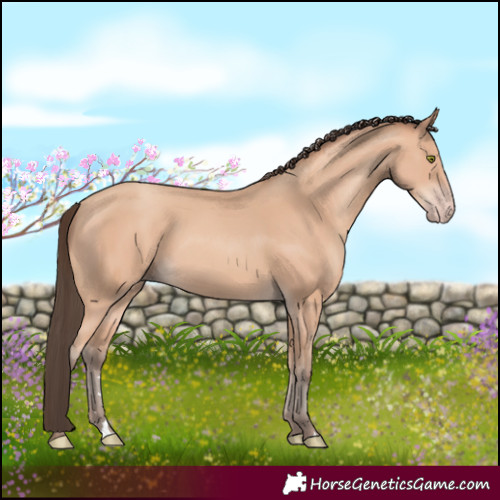 Horse Color:Amber Champagne Rabicano 