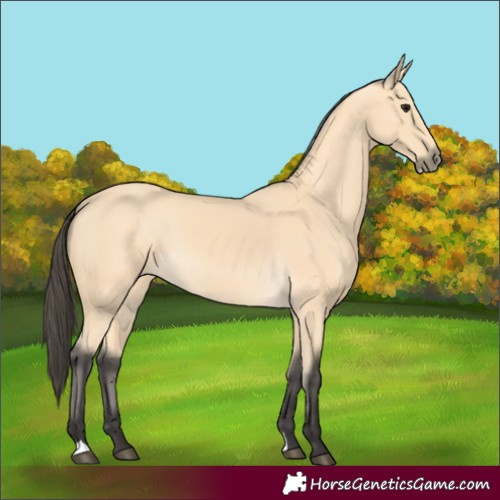 Horse Color:Buckskin 