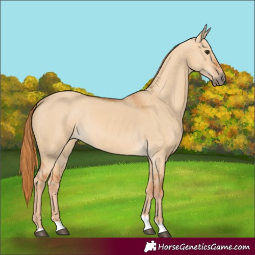 Horse Color:Red Dun