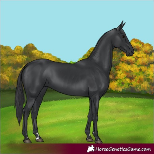 Horse Color:Black 