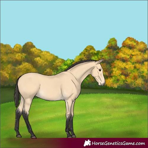 Horse Color:Buckskin 