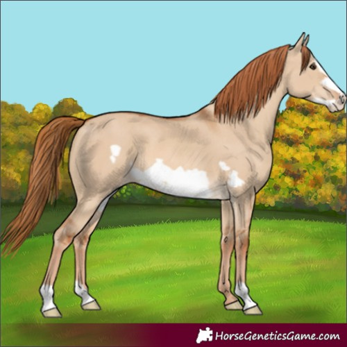 Horse Color:Red Dun Frame