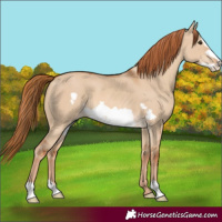 Horse Color:Red Dun Frame 