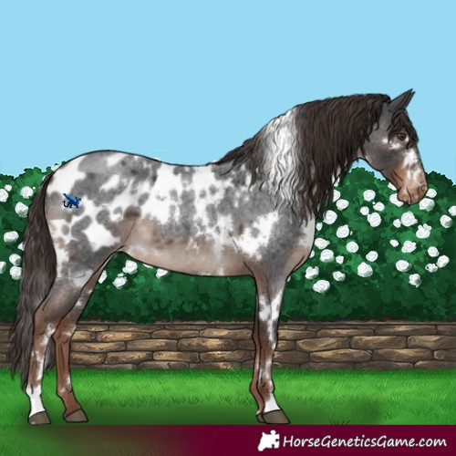 Horse Color:White Spotted Liver Red Roan Appaloosa