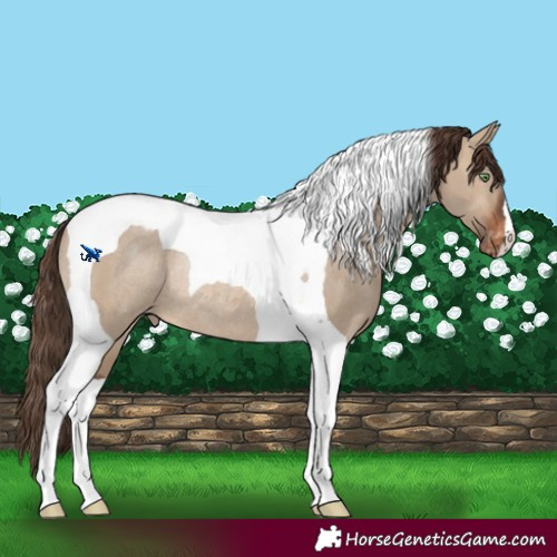 Horse Color:Brown Dun Tobiano Varnish Rabicano