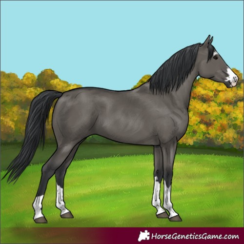 Horse Color:Grullo 