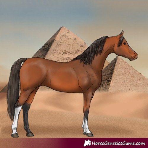 Horse Color:Bay Tobiano 