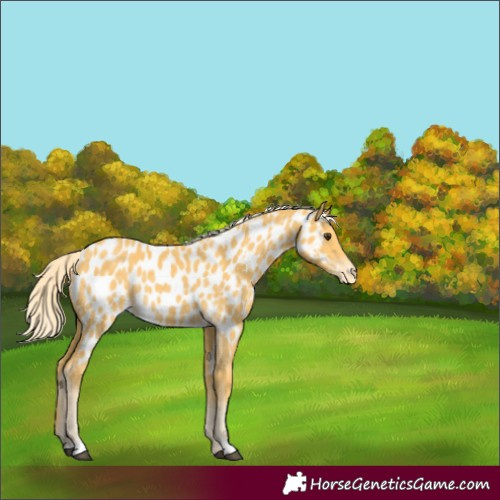 Horse Color:Palomino Appaloosa Rabicano 