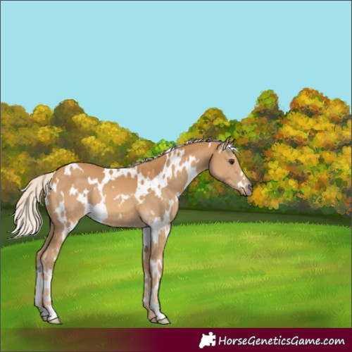 Horse Color:White Spotted Palomino 