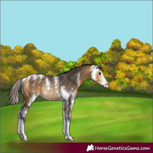 Horse Color:Buckskin Sabino Rabicano 