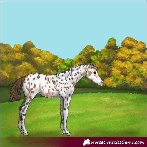 Horse Color:Buckskin Appaloosa 