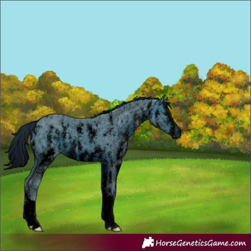 Horse Color:Unknown 