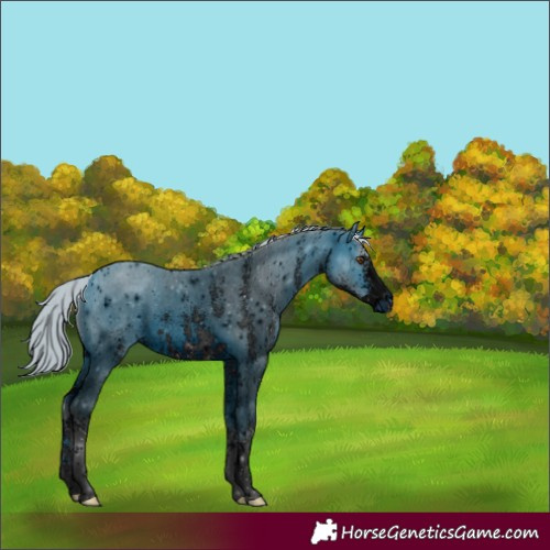Horse Color:Unknown 