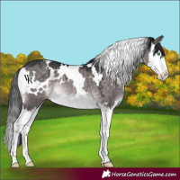 Horse Color:Platinum White Spotted Brown Dun Splash Rabicano 