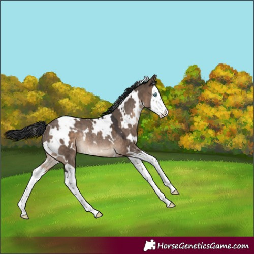 Horse Color:White Spotted Brown Dun Splash Rabicano 