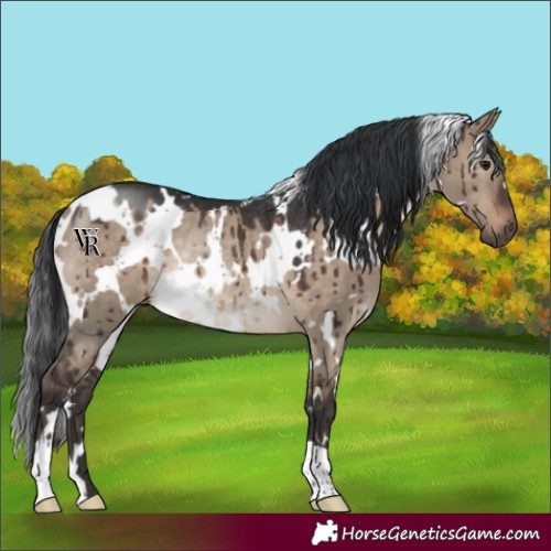 Horse Color:White Spotted Brown Dun Rabicano Brindle