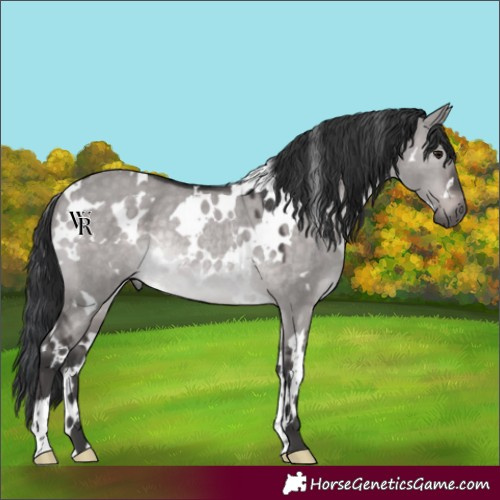 Horse Color:Platinum White Spotted Brown Dun Rabicano 