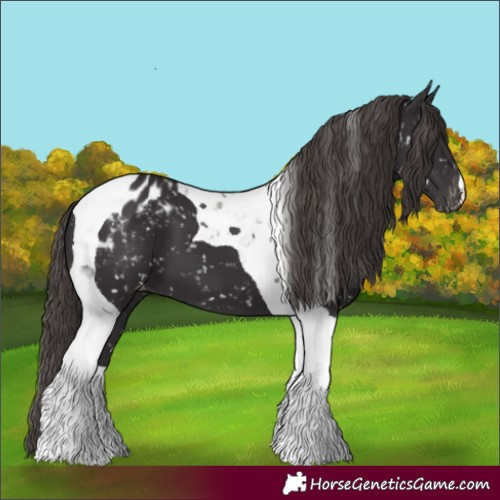 Horse Color:Smoky Black Tobiano Appaloosa