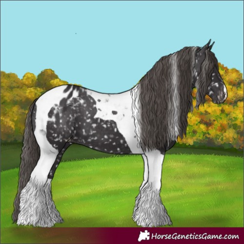 Horse Color:Smoky Black Tobiano Appaloosa