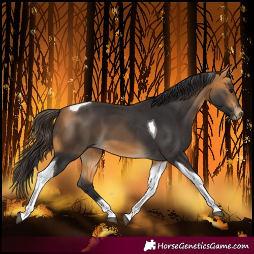 Horse Color:Buckskin Tobiano