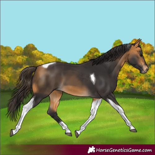 Horse Color:Buckskin Tobiano