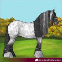 Horse Color:Blue Roan Near Leopard