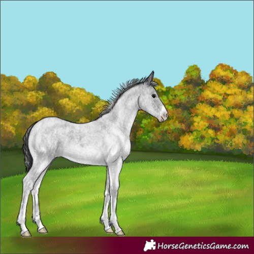 Horse Color:White Spotted Blue Roan