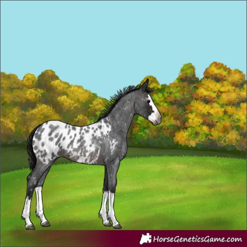Horse Color:Unknown 