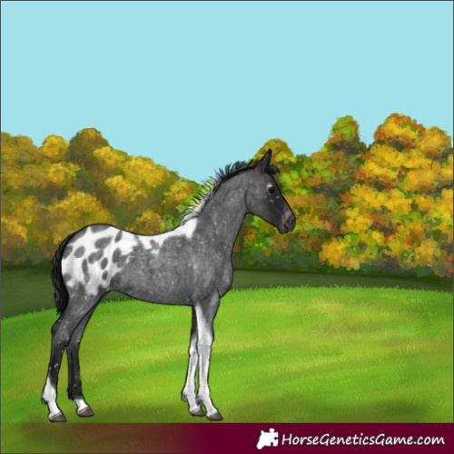 Horse Color:Gray Blue Roan Tobiano Appaloosa